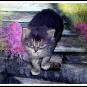 Stepkitten-brenda-garacci_card