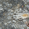 Foot_to_what_thumb