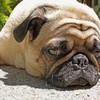 Lulu_concrete_face_thumb
