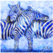 Zebrablues_nyweb_card