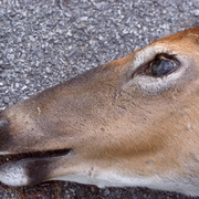 Deer_gone_to_away_way_card