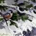 Chickadee_square