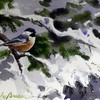 Chickadee_thumb