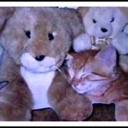Lions-and-bears-brenda-garacci_card