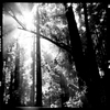 Mf_001_bw_thumb