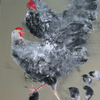 Cock_no