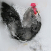 Cock_no