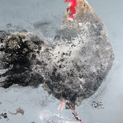 Cock_no