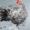 Cock_no