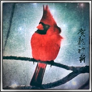Redbird_card
