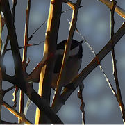 Chickadee_card
