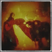 Bull_card