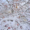 Berries_in_snow_thumb