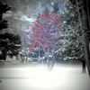 Red_tree_4_thumb