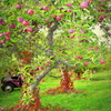 Tree_doug_thumb