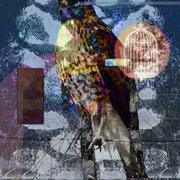 Cagefree_card