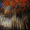 Luce_tra_gli_alberi_thumb