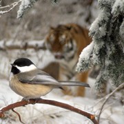 Nature_at_peace_card