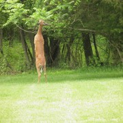 Deer_feeding_card