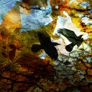 Autumnscrowsmall_card