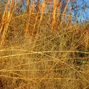 Weeds_with_dew_card