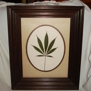 Indica_card
