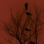 Img_9648d_card