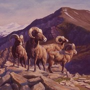 Bighorns_card