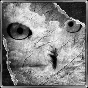 Owl_card