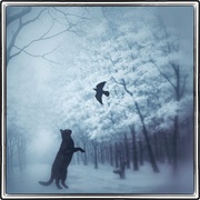 Wintercat_card