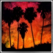 Palms_card