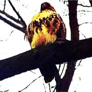Befunky_gouache_1hawk_card