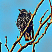 Befunky_underpainting_1fffffstarling_card