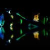 Inverted_reflection_lg_thumb