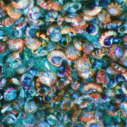 Spit_bay_sea_shells_card