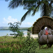 869-tropical_puffer_card