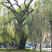 Myfavtreewillow1_card