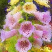 Cambria_cowbell_flowers_card