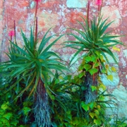 Garden_wall_card