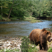 870-summer_creek_card