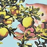 Image_card