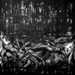 Holocaust_aute_symphonie_square