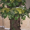 Enchanted_cat_tree_by_a_fantasy_forest_thumb