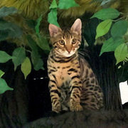 Bring_out_their_wild_side_with_a_hidden_hollow_cat_tree3_card