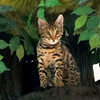 Bring_out_their_wild_side_with_a_hidden_hollow_cat_tree3_thumb