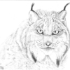 Lynx_thumb