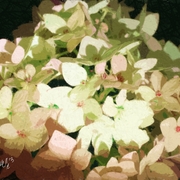 Hydrangias_card