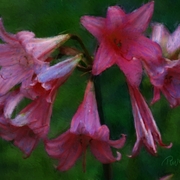 Del_monte_forest_lilies_card