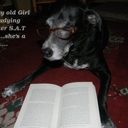 Gypsystudying1withtextrevised_card