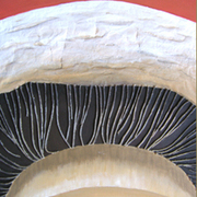 Mushroom200kb_card